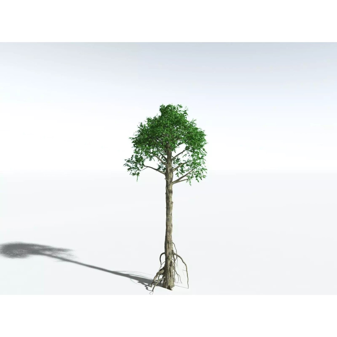 Cordaites Ludlowi 3D Model – High Poly Extinct Plant Asset, FBX - View 10