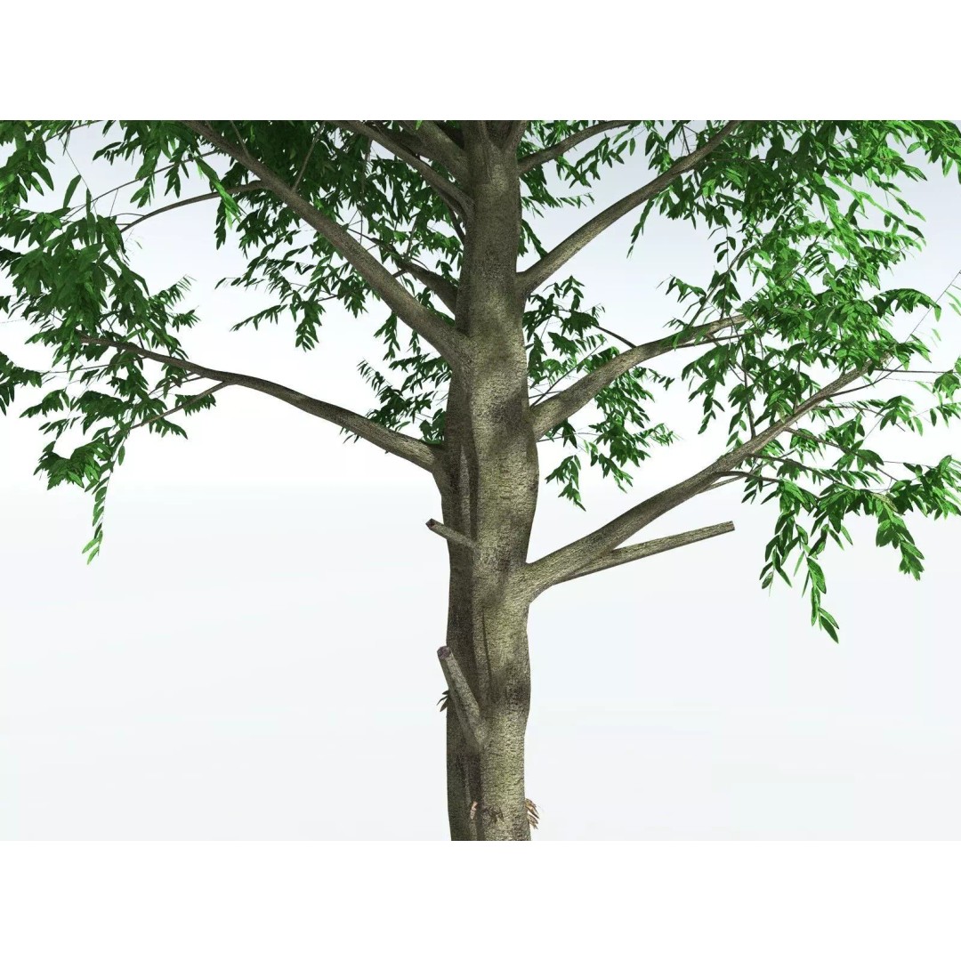 Cordaites Ludlowi 3D Model – High Poly Extinct Plant Asset, FBX - View 11