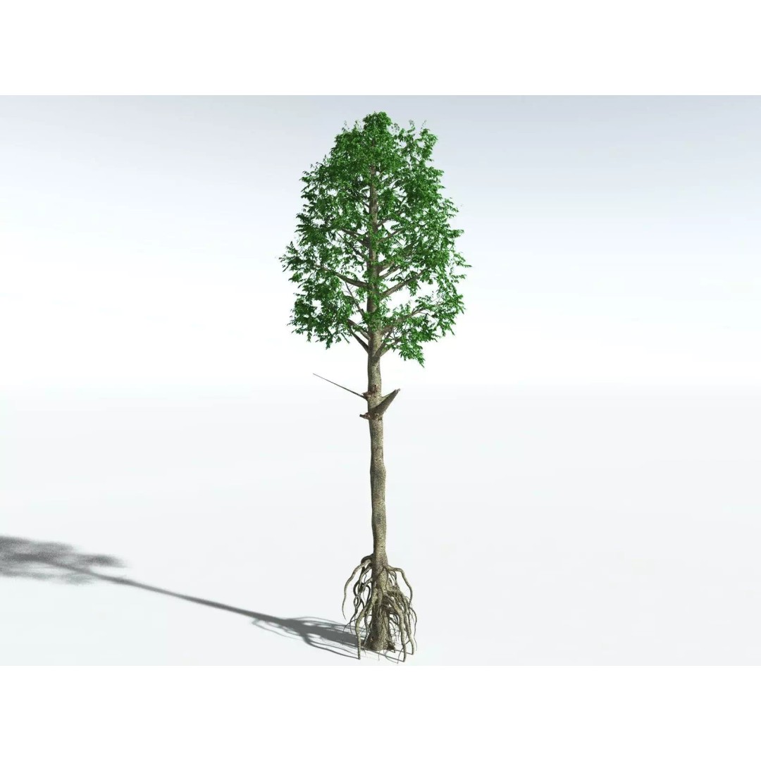 Cordaites Ludlowi 3D Model – High Poly Extinct Plant Asset, FBX - View 12