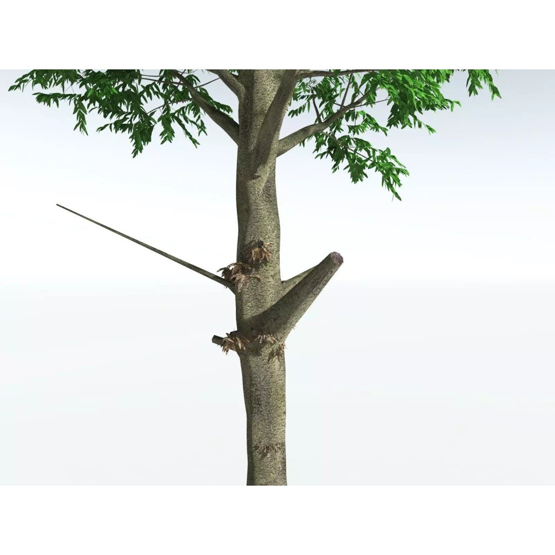 Cordaites Ludlowi 3D Model – High Poly Extinct Plant Asset, FBX - View 13