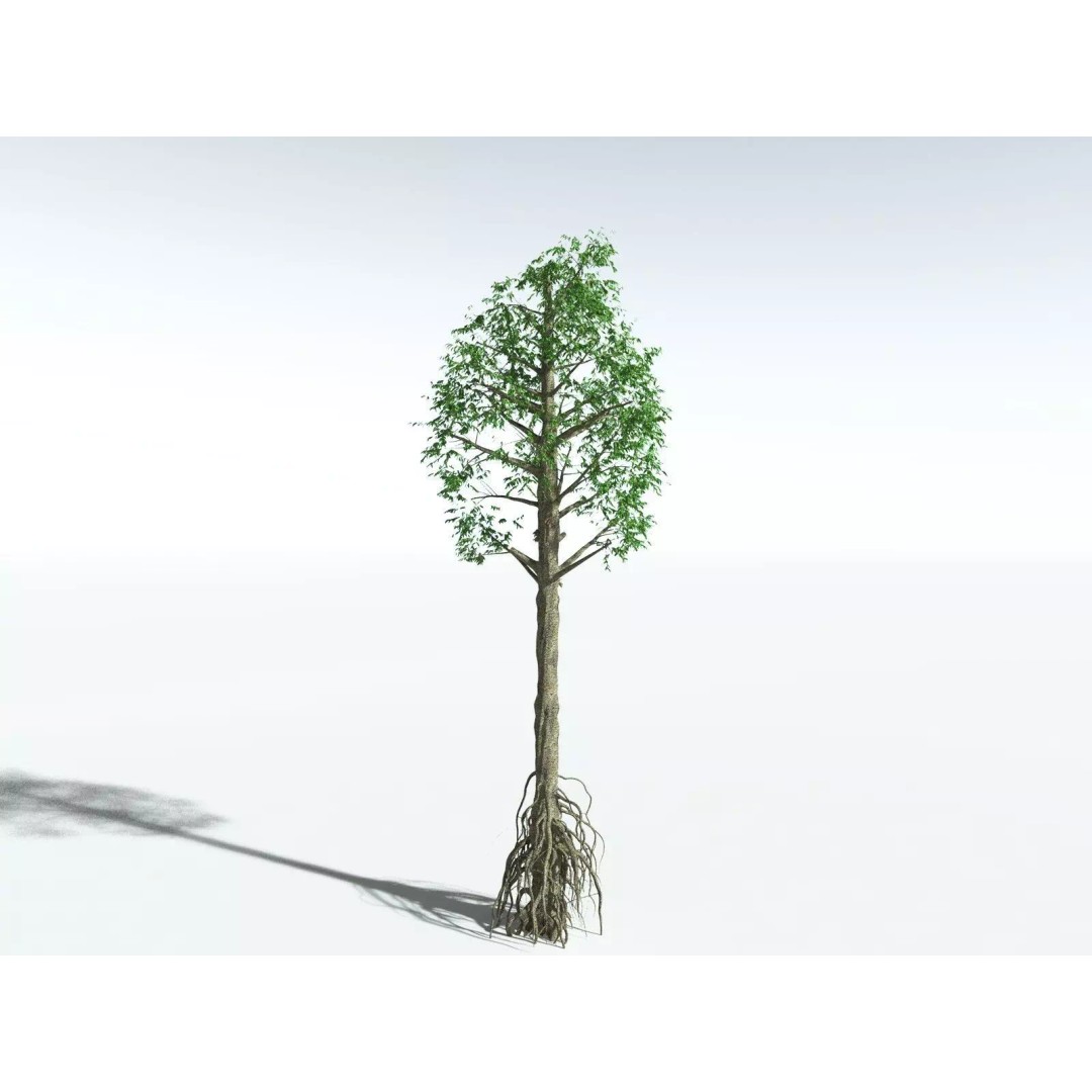 Cordaites Ludlowi 3D Model – High Poly Extinct Plant Asset, FBX - View 14