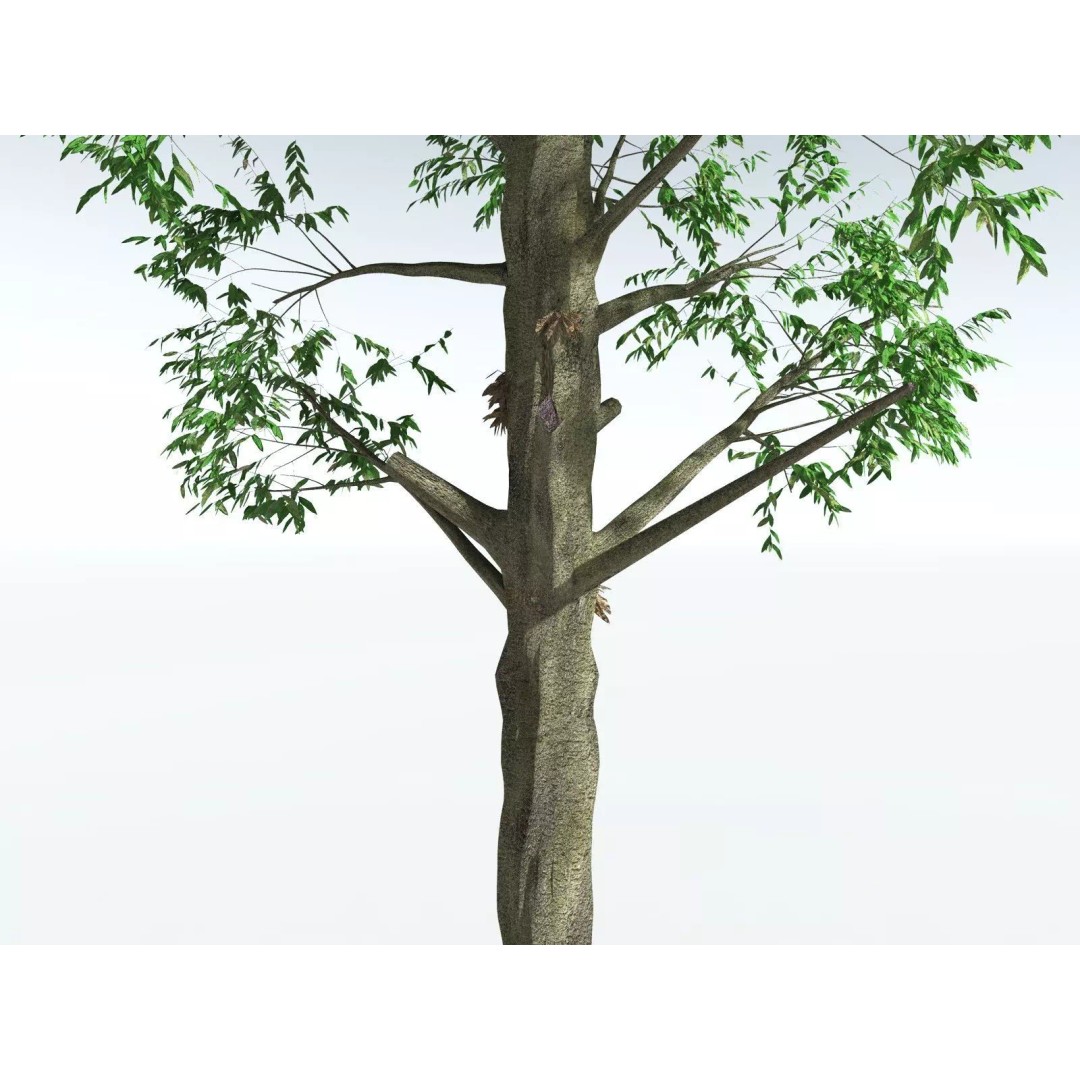 Cordaites Ludlowi 3D Model – High Poly Extinct Plant Asset, FBX - View 15