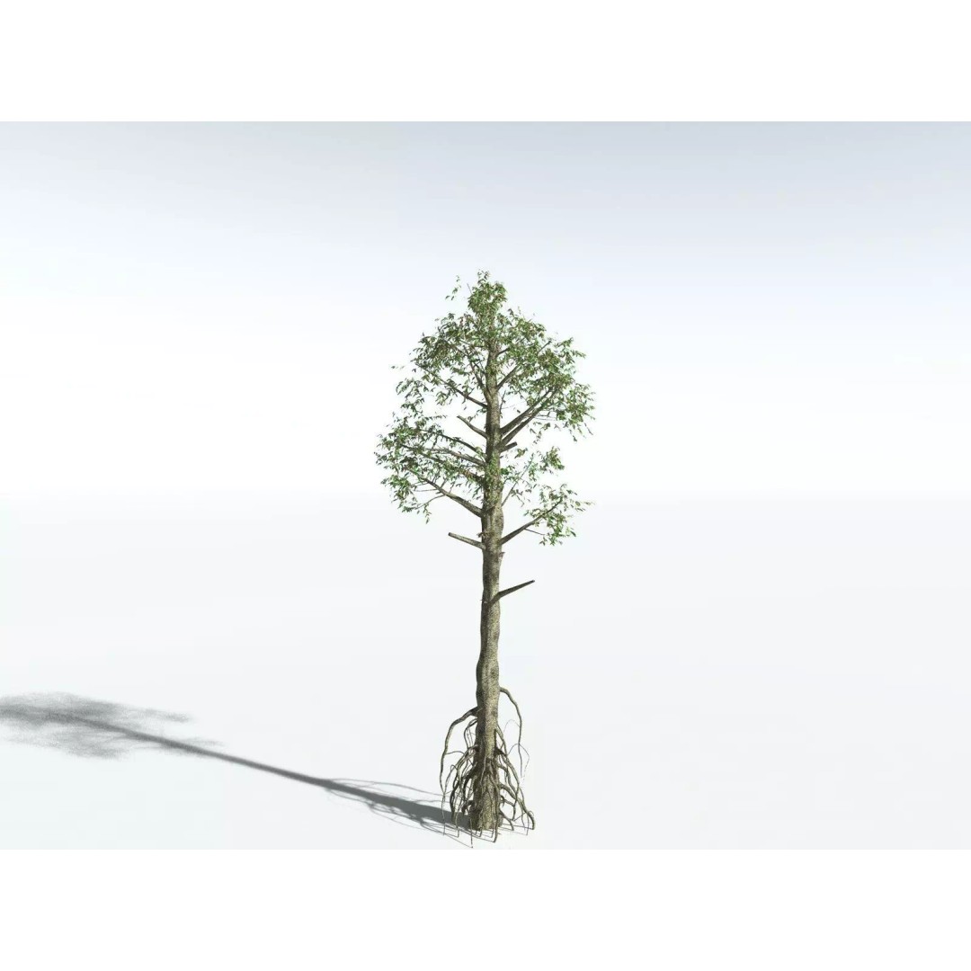 Cordaites Ludlowi 3D Model – High Poly Extinct Plant Asset, FBX - View 16