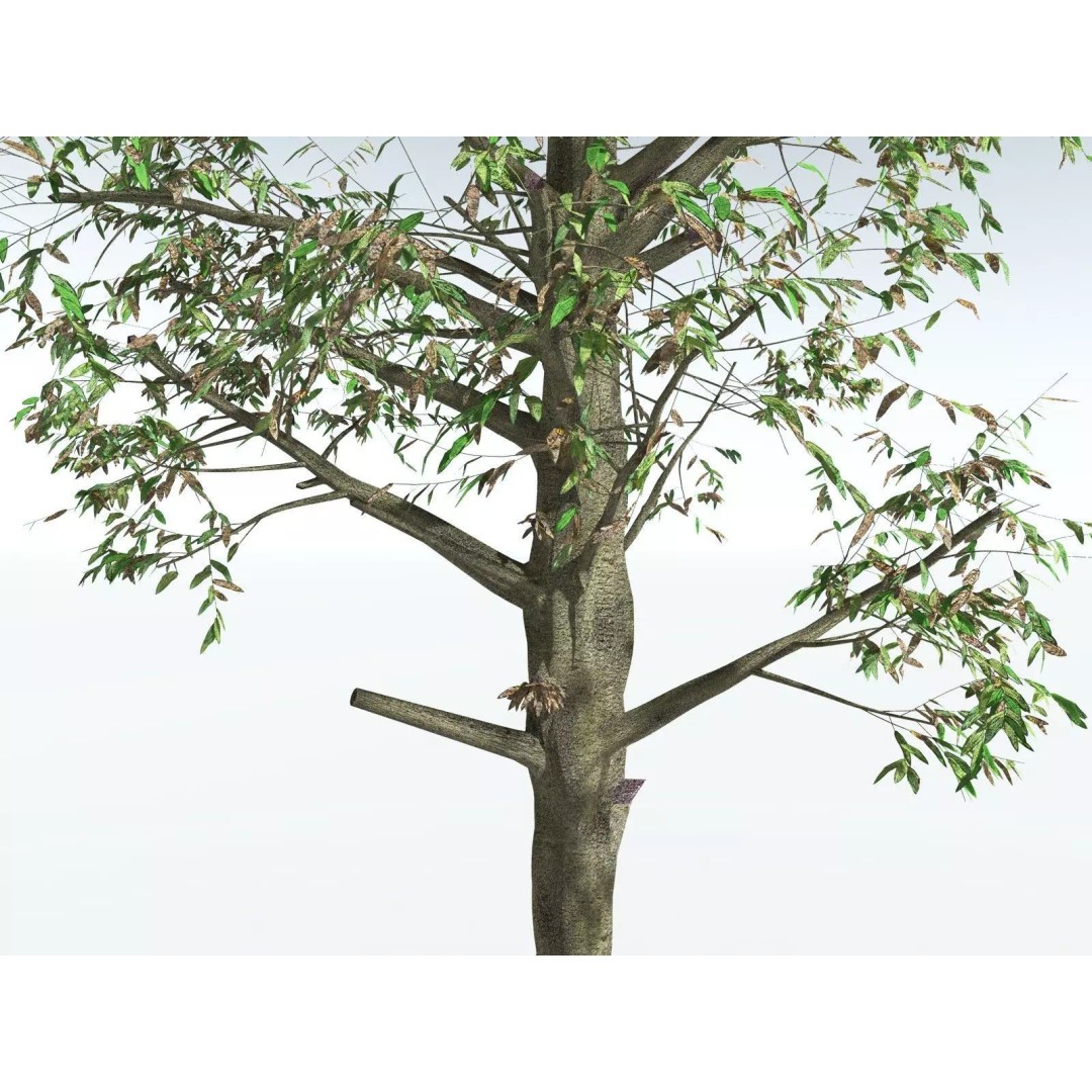 Cordaites Ludlowi 3D Model – High Poly Extinct Plant Asset, FBX - View 17