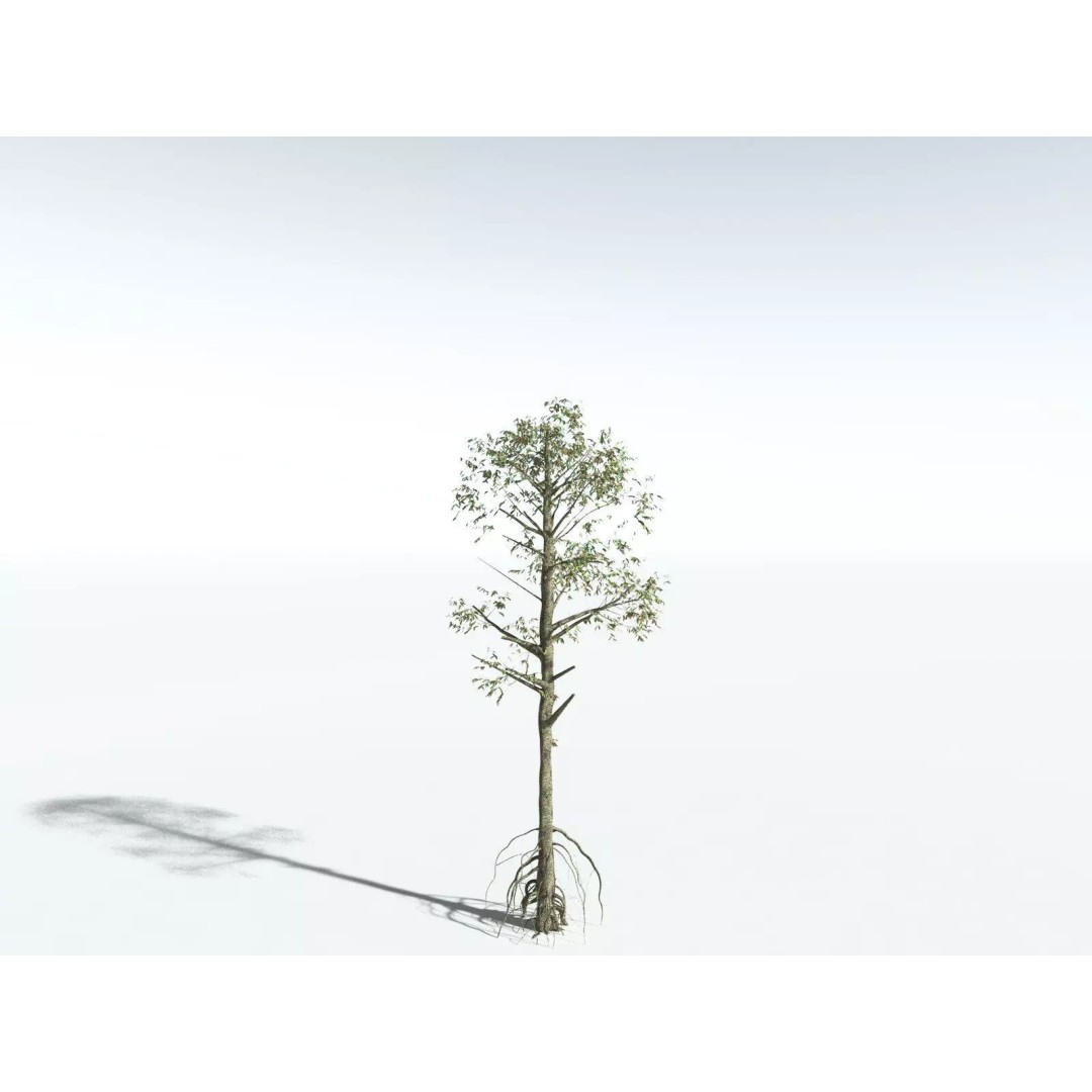 Cordaites Ludlowi 3D Model – High Poly Extinct Plant Asset, FBX - View 18