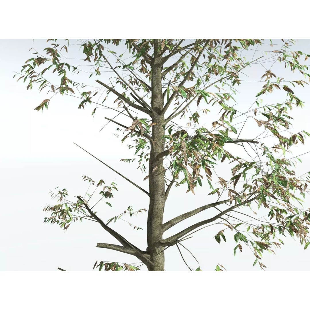 Cordaites Ludlowi 3D Model – High Poly Extinct Plant Asset, FBX - View 19