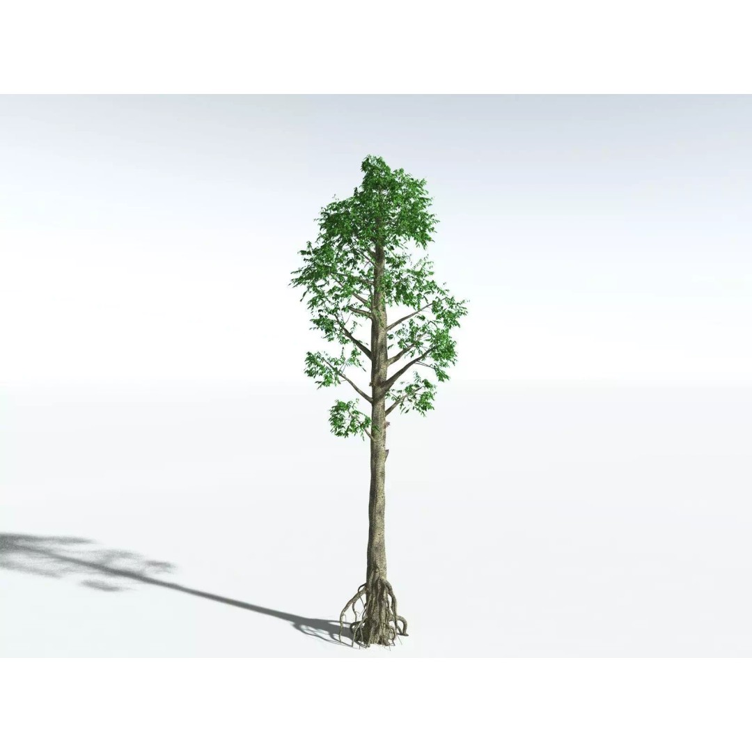 Cordaites Ludlowi 3D Model – High Poly Extinct Plant Asset, FBX - View 2