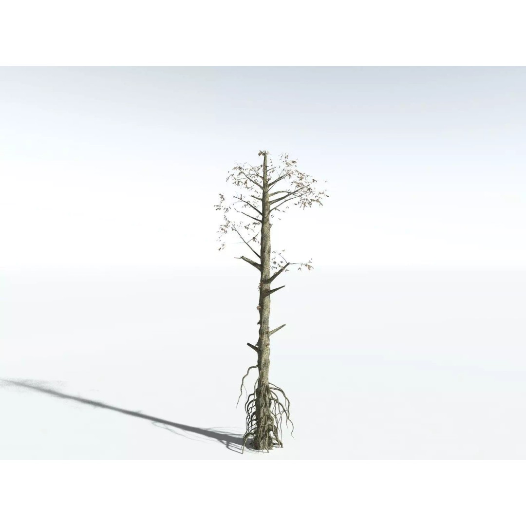Cordaites Ludlowi 3D Model – High Poly Extinct Plant Asset, FBX - View 20
