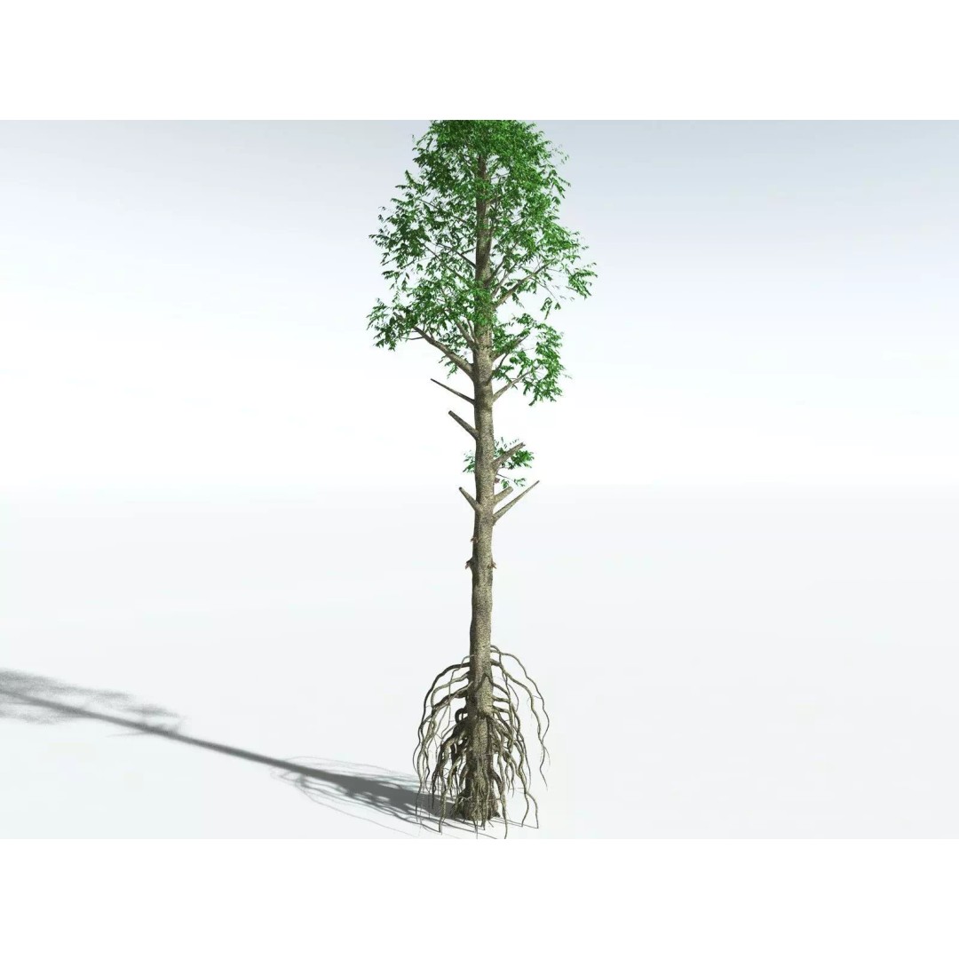 Cordaites Ludlowi 3D Model – High Poly Extinct Plant Asset, FBX - View 22