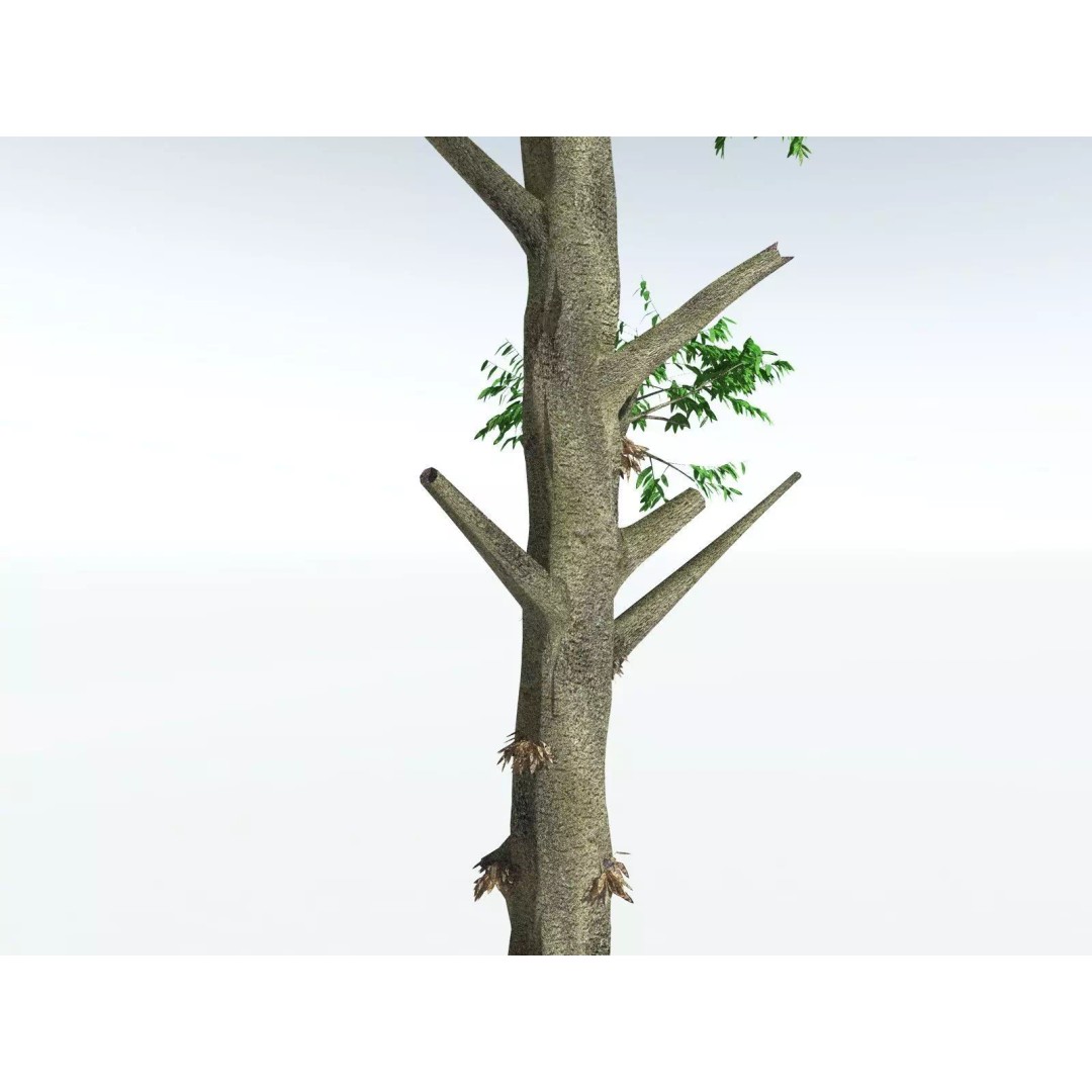 Cordaites Ludlowi 3D Model – High Poly Extinct Plant Asset, FBX - View 23
