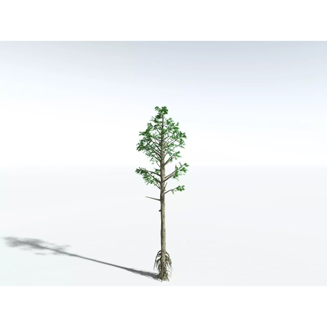 Cordaites Ludlowi 3D Model – High Poly Extinct Plant Asset, FBX - View 24
