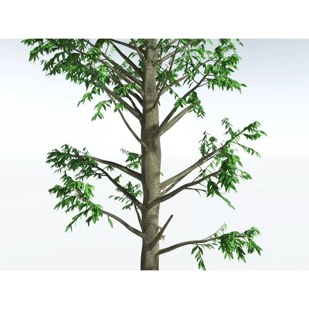 Cordaites Ludlowi 3D Model – High Poly Extinct Plant Asset, FBX - View 25