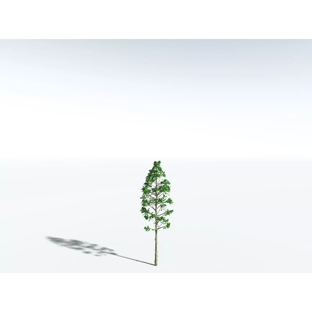 Cordaites Ludlowi 3D Model – High Poly Extinct Plant Asset, FBX - View 26