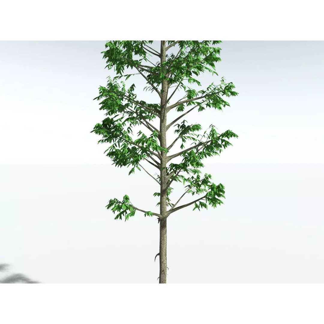 Cordaites Ludlowi 3D Model – High Poly Extinct Plant Asset, FBX - View 27