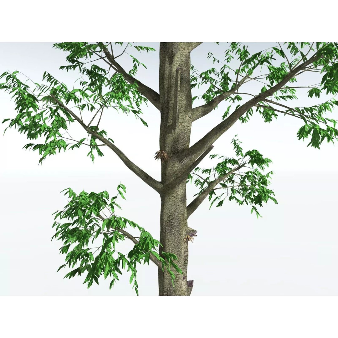 Cordaites Ludlowi 3D Model – High Poly Extinct Plant Asset, FBX - View 3