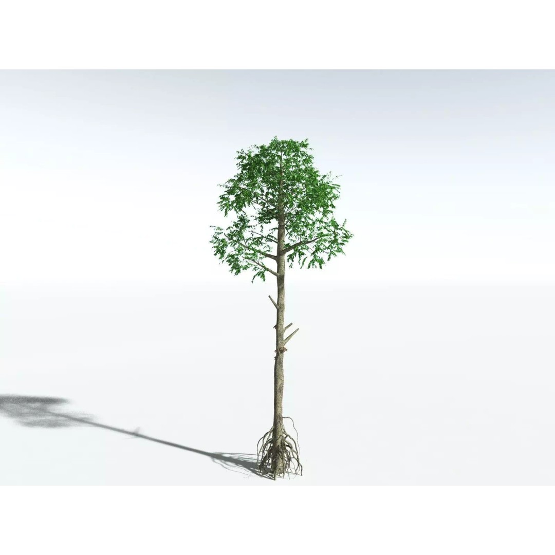 Cordaites Ludlowi 3D Model – High Poly Extinct Plant Asset, FBX - View 4