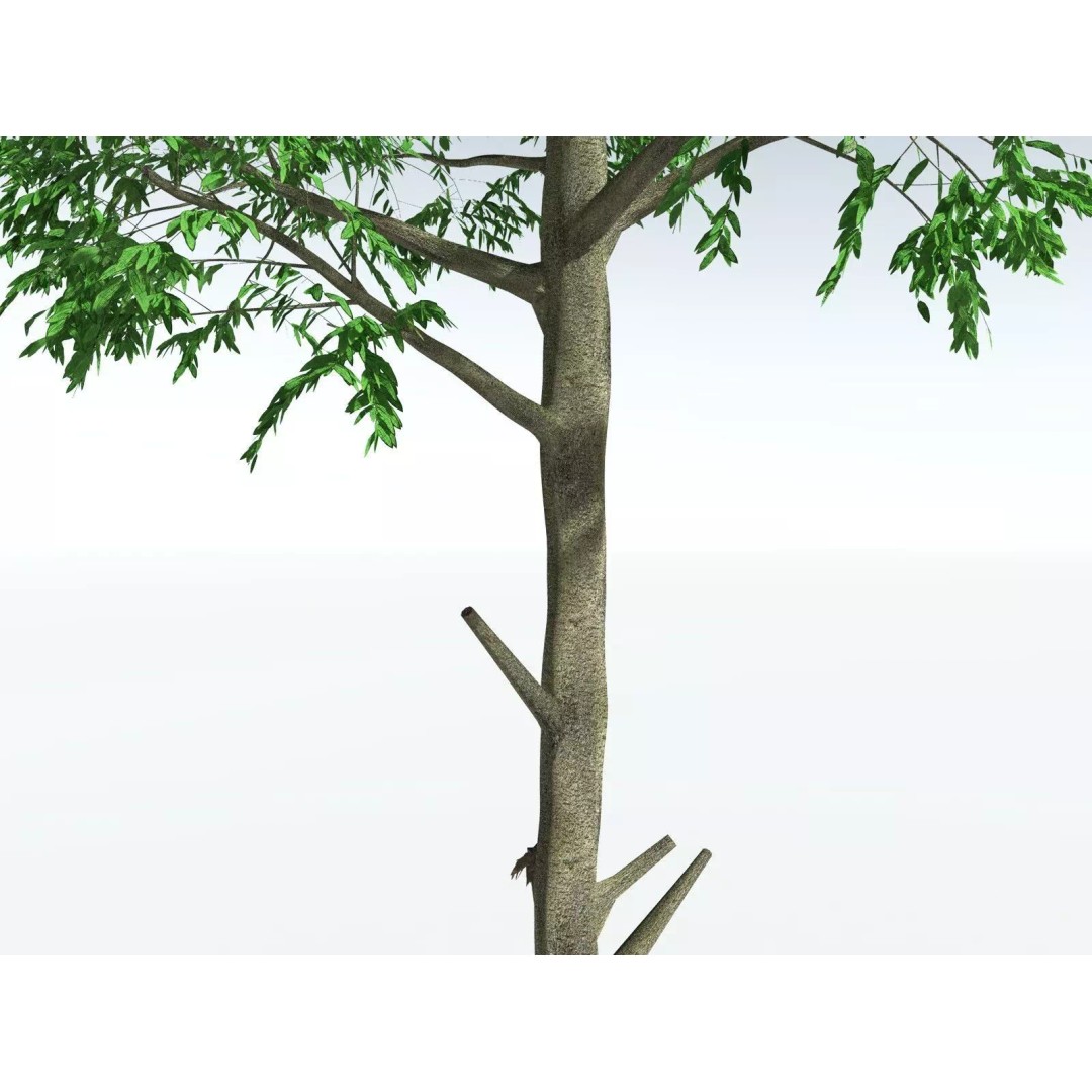 Cordaites Ludlowi 3D Model – High Poly Extinct Plant Asset, FBX - View 5