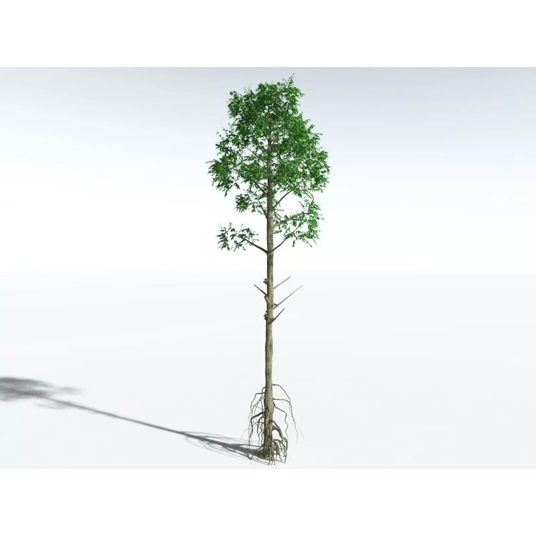 Cordaites Ludlowi 3D Model – High Poly Extinct Plant Asset, FBX - View 6
