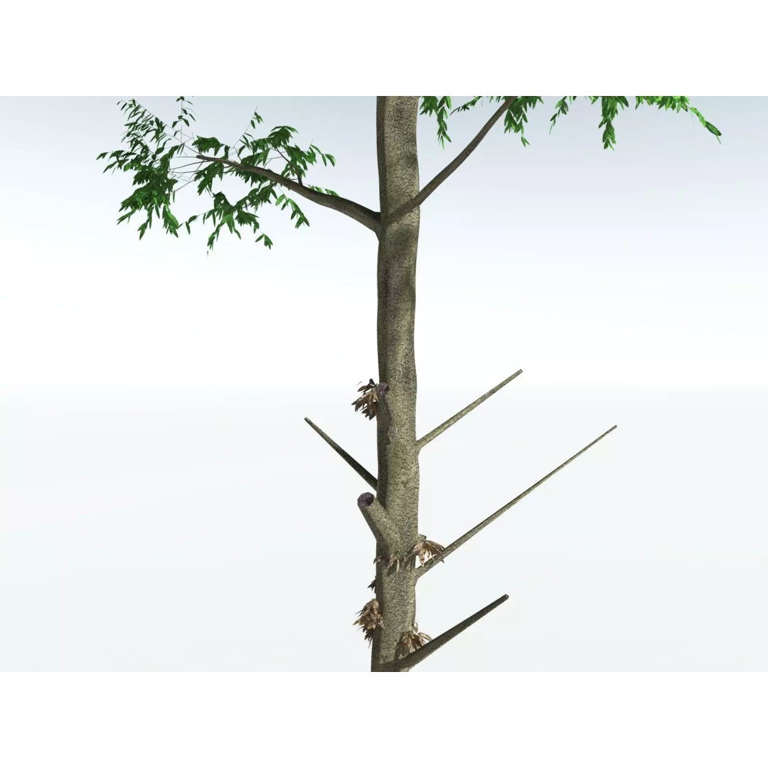 Cordaites Ludlowi 3D Model – High Poly Extinct Plant Asset, FBX - View 7