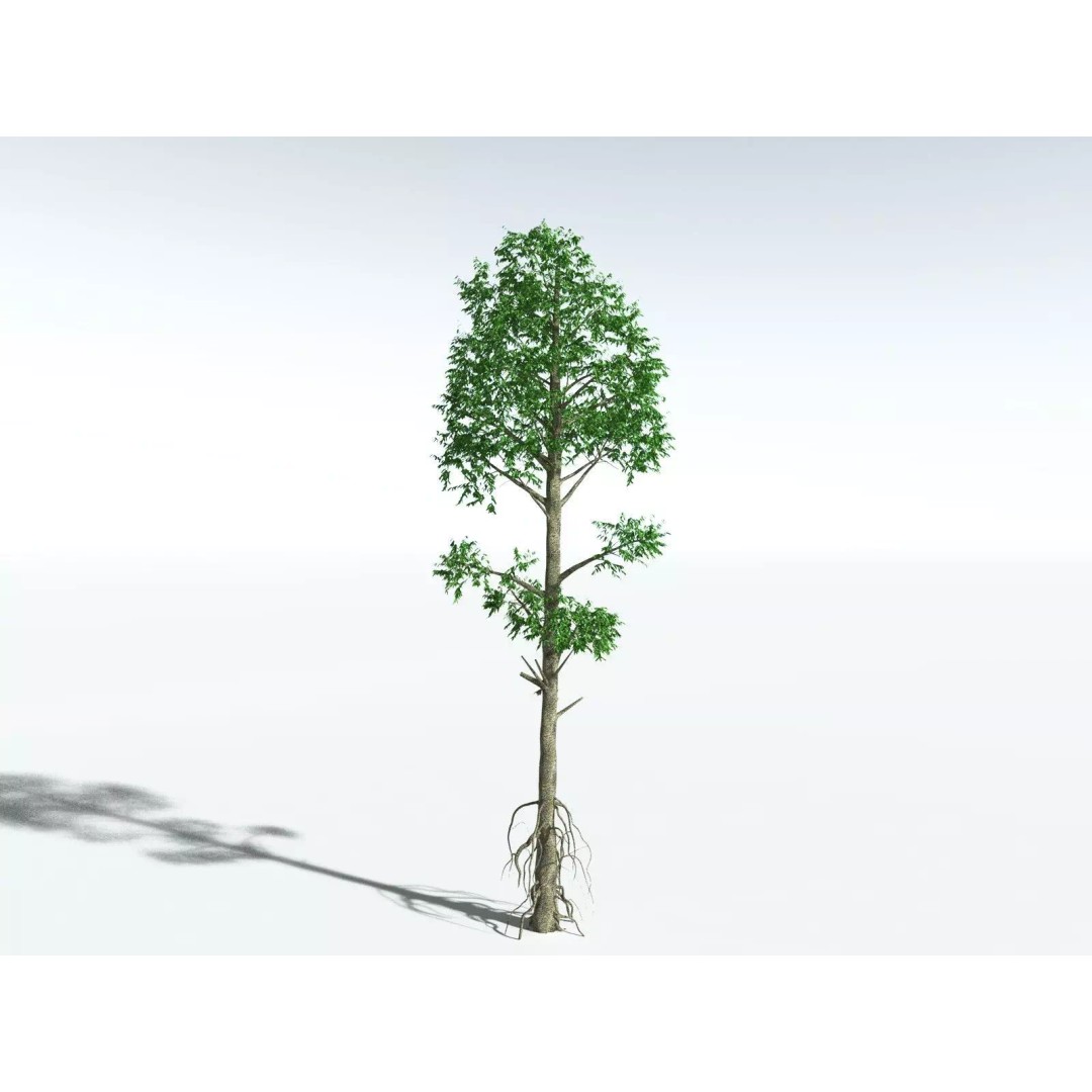 Cordaites Ludlowi 3D Model – High Poly Extinct Plant Asset, FBX - View 8