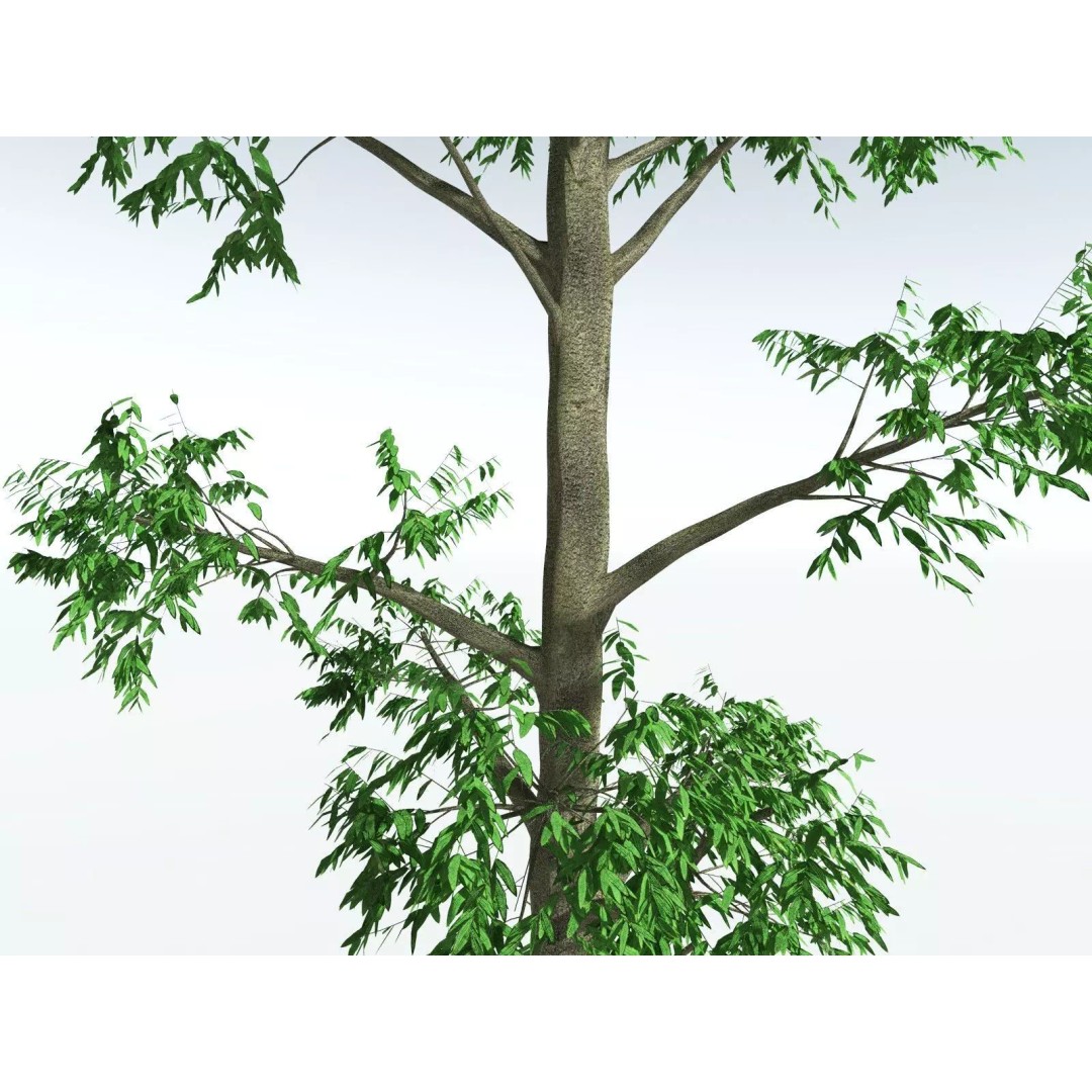 Cordaites Ludlowi 3D Model – High Poly Extinct Plant Asset, FBX - View 9