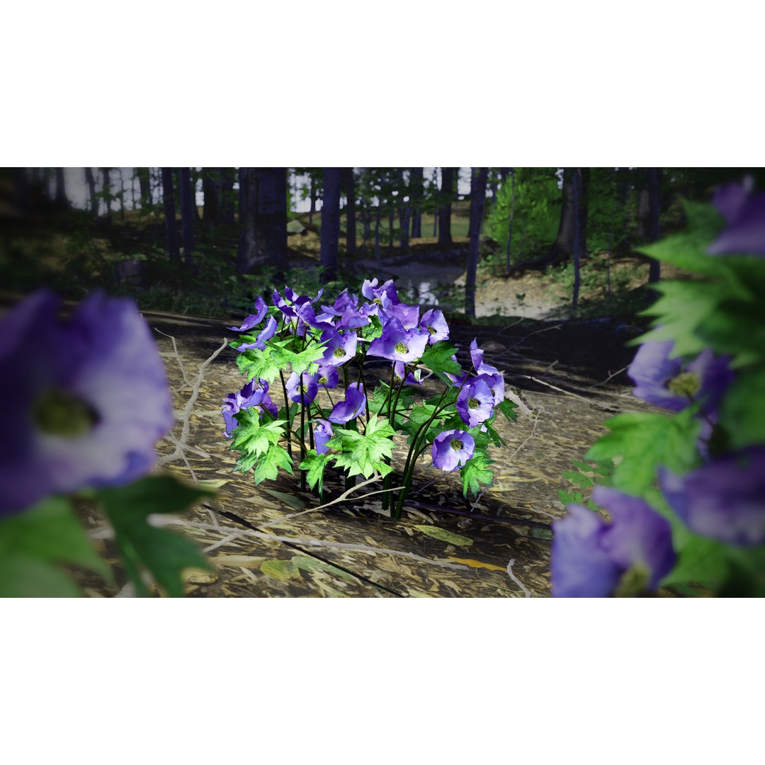 Wood Poppy Flower Tree 3D Model – Low Poly PBR Plant Asset, FBX, OBJ - View 4