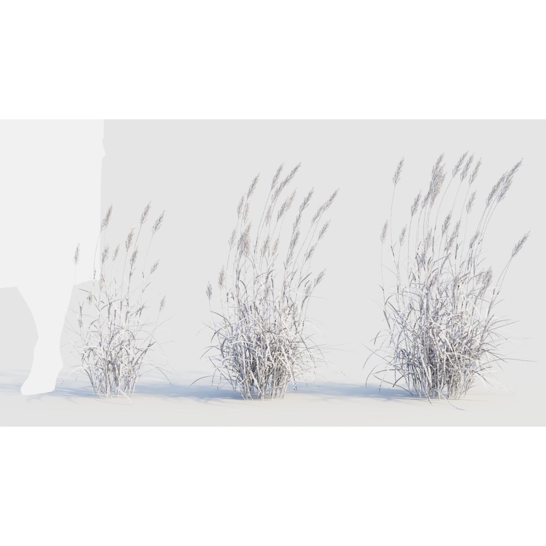 Polypogon elongatus 3D Model – Detailed Grass Asset, FBX, OBJ, Blender