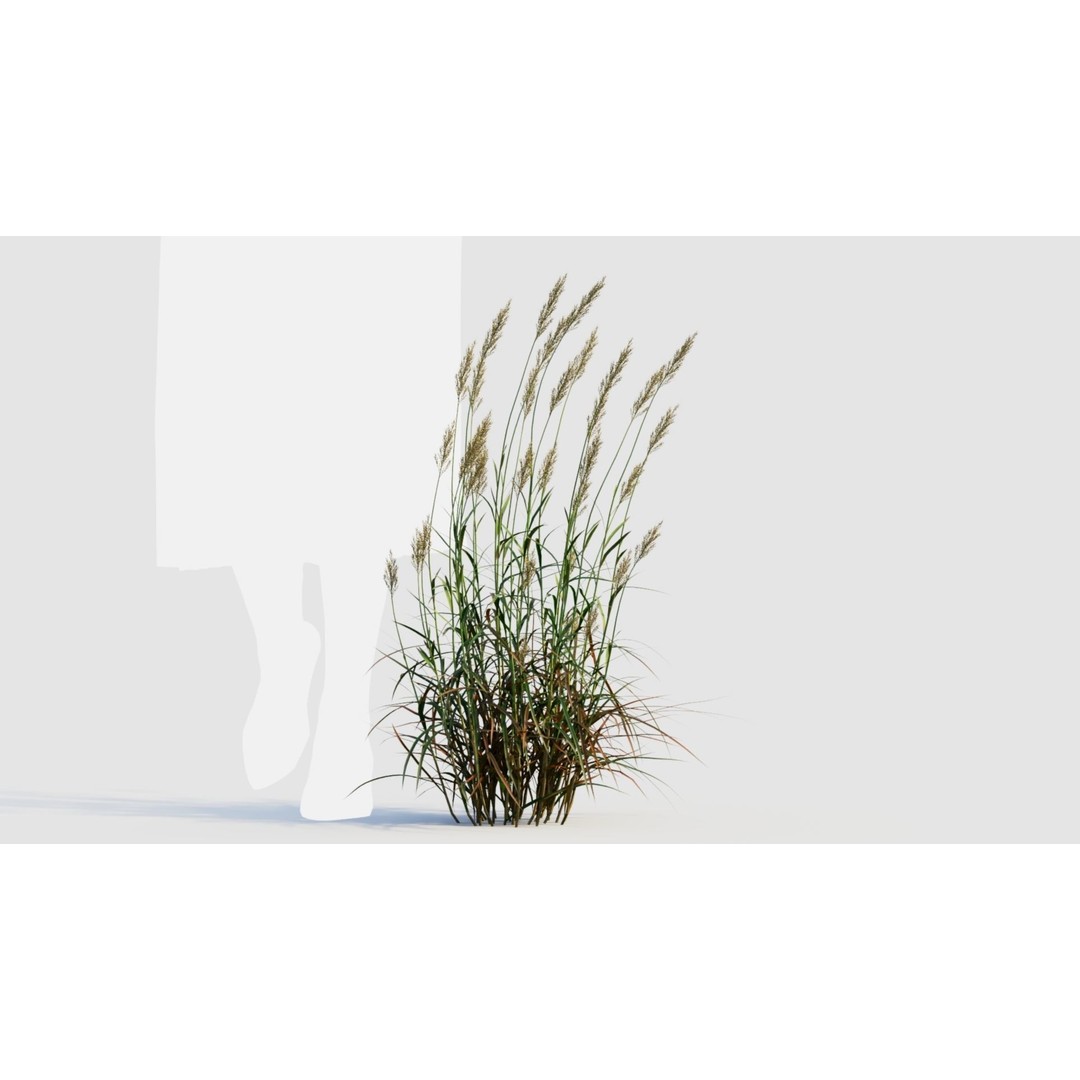 Polypogon elongatus 3D Model – Detailed Grass Asset, FBX, OBJ, Blender - View 10