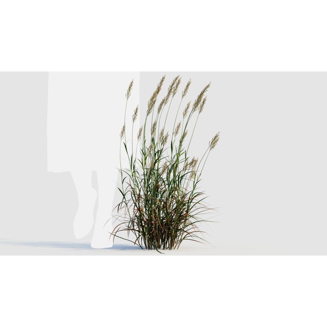 Polypogon elongatus 3D Model – Detailed Grass Asset, FBX, OBJ, Blender - View 11