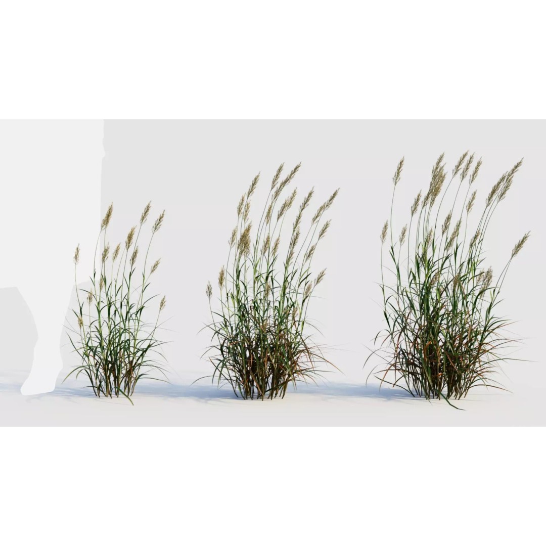 Polypogon elongatus 3D Model – Detailed Grass Asset, FBX, OBJ, Blender - View 2