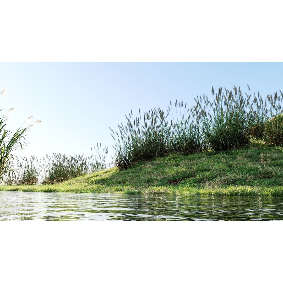 Polypogon elongatus 3D Model – Detailed Grass Asset, FBX, OBJ, Blender - View 3