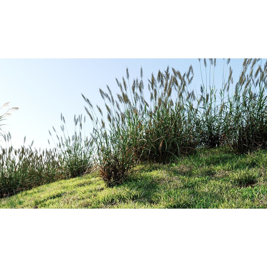 Polypogon elongatus 3D Model – Detailed Grass Asset, FBX, OBJ, Blender - View 4