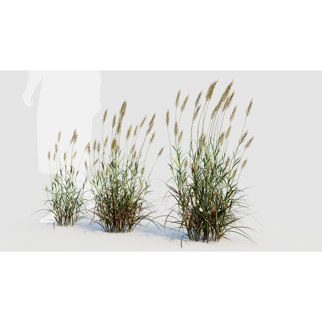 Polypogon elongatus 3D Model – Detailed Grass Asset, FBX, OBJ, Blender - View 5