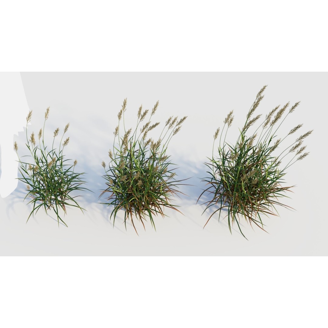 Polypogon elongatus 3D Model – Detailed Grass Asset, FBX, OBJ, Blender - View 6