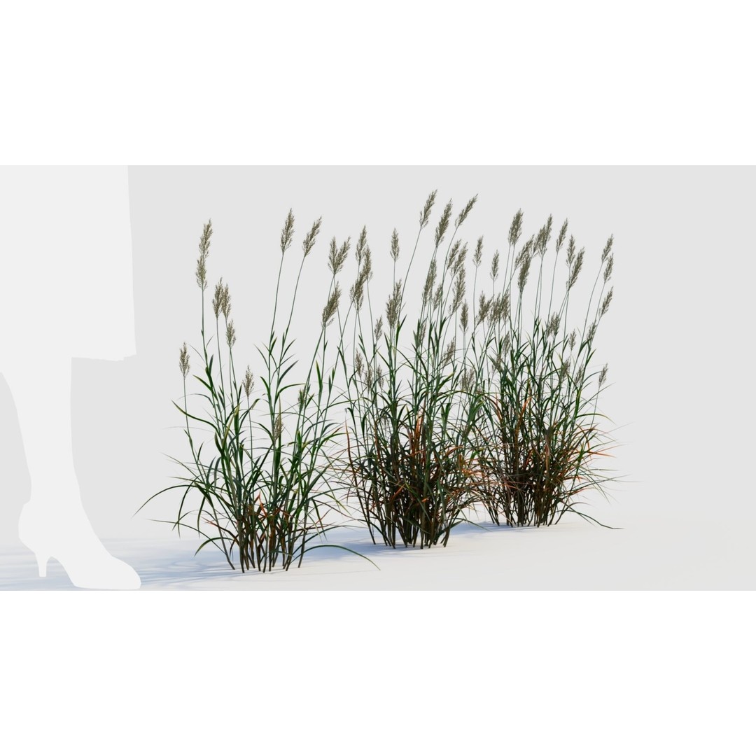 Polypogon elongatus 3D Model – Detailed Grass Asset, FBX, OBJ, Blender - View 7