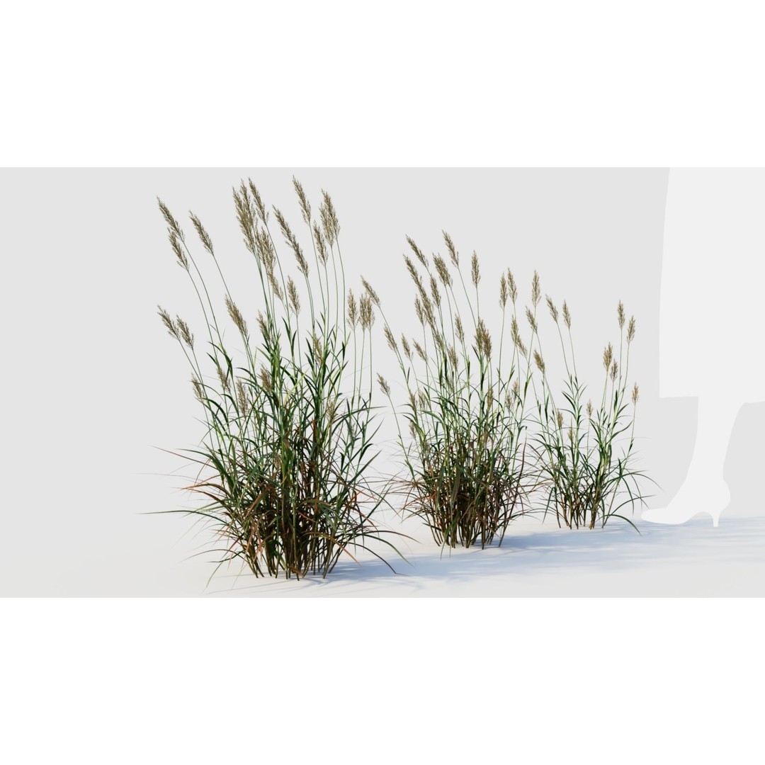 Polypogon elongatus 3D Model – Detailed Grass Asset, FBX, OBJ, Blender - View 8