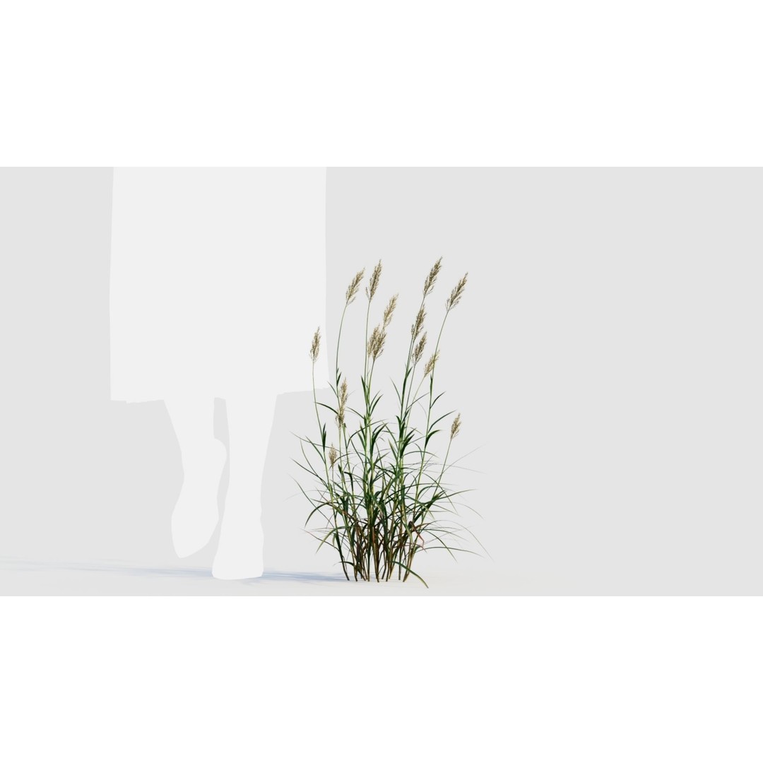 Polypogon elongatus 3D Model – Detailed Grass Asset, FBX, OBJ, Blender - View 9