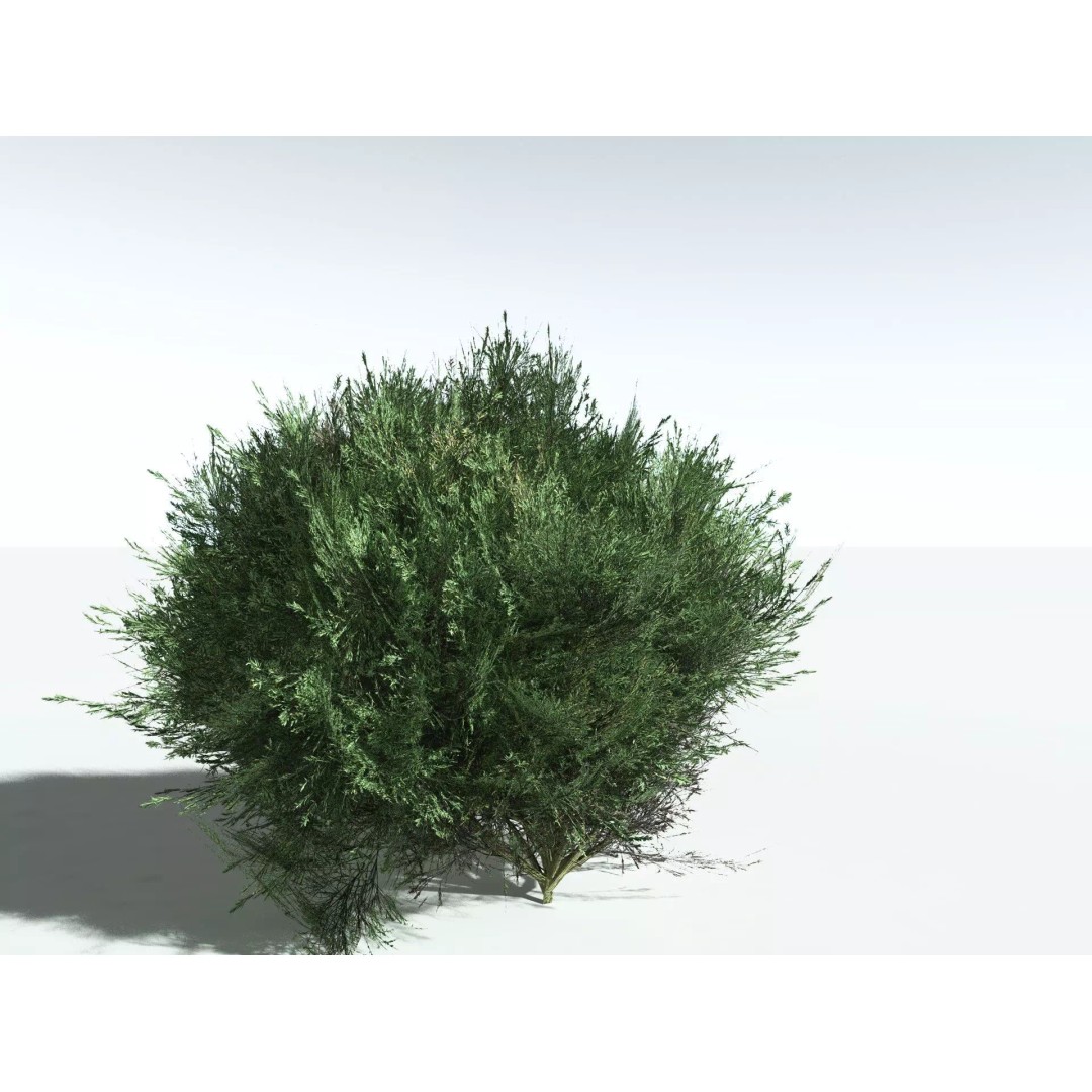 Green Rabbitbrush 3D Model – Low Poly Plant Asset, FBX, PBR - View 10