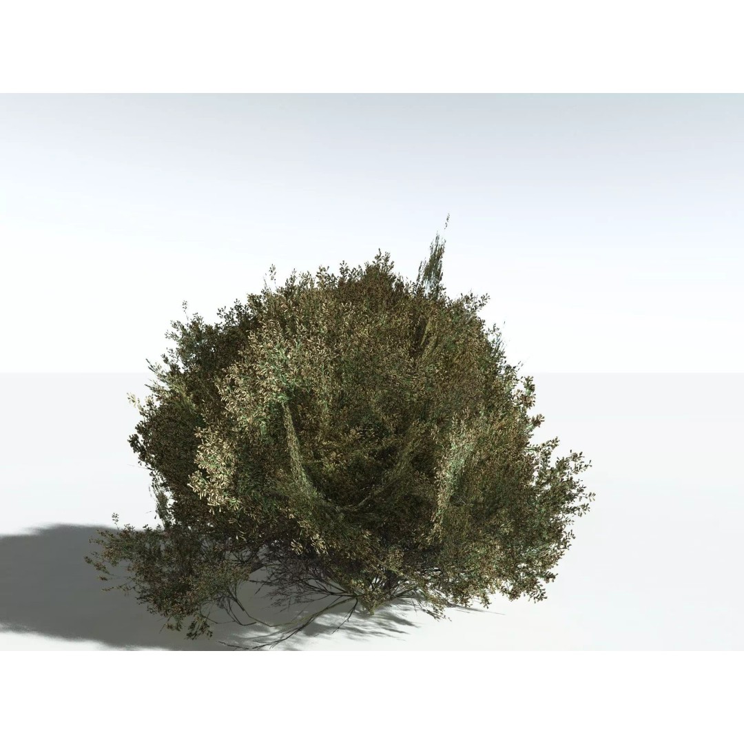 Green Rabbitbrush 3D Model – Low Poly Plant Asset, FBX, PBR - View 12