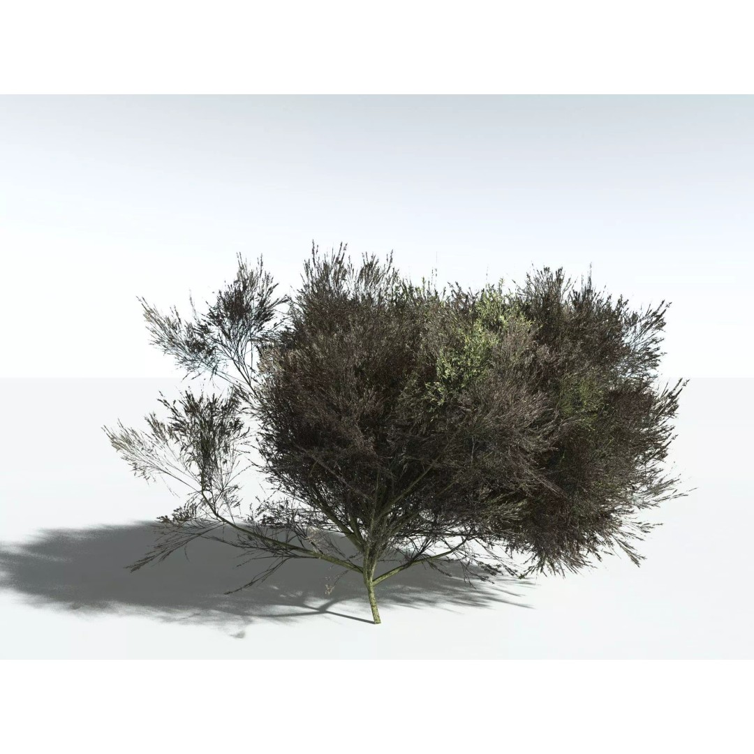 Green Rabbitbrush 3D Model – Low Poly Plant Asset, FBX, PBR - View 14