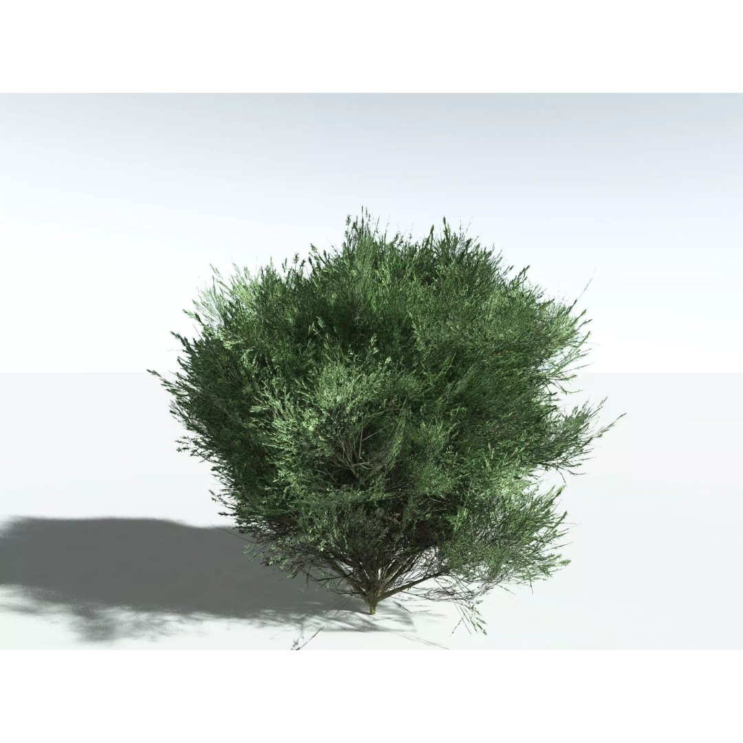 Green Rabbitbrush 3D Model – Low Poly Plant Asset, FBX, PBR - View 16