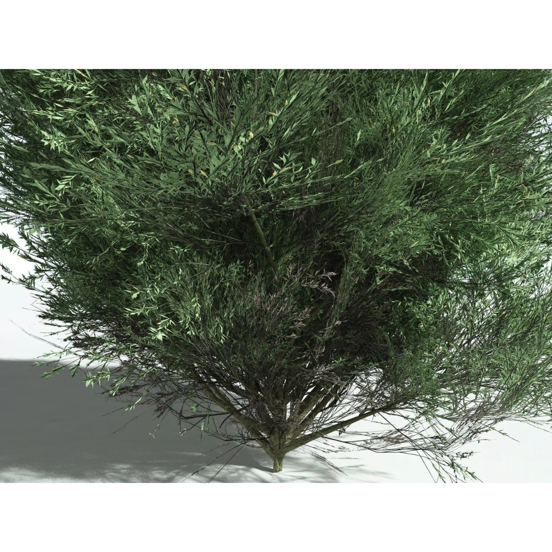 Green Rabbitbrush 3D Model – Low Poly Plant Asset, FBX, PBR - View 17