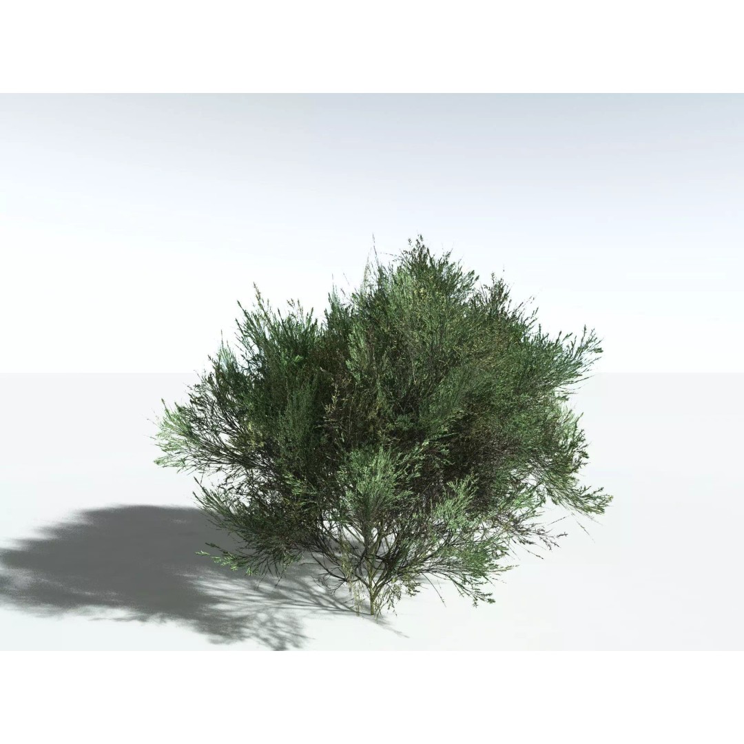 Green Rabbitbrush 3D Model – Low Poly Plant Asset, FBX, PBR - View 18