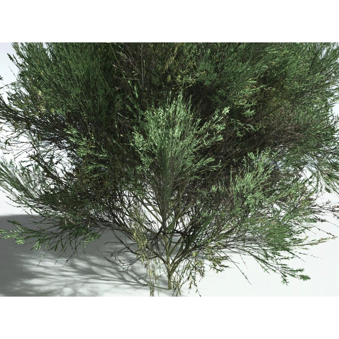 Green Rabbitbrush 3D Model – Low Poly Plant Asset, FBX, PBR - View 19