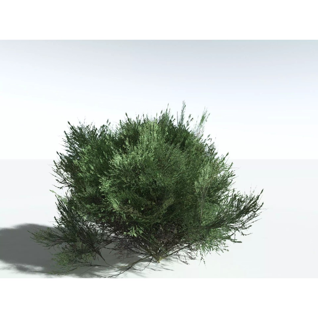 Green Rabbitbrush 3D Model – Low Poly Plant Asset, FBX, PBR - View 2