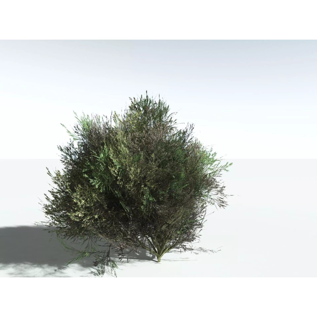 Green Rabbitbrush 3D Model – Low Poly Plant Asset, FBX, PBR - View 20