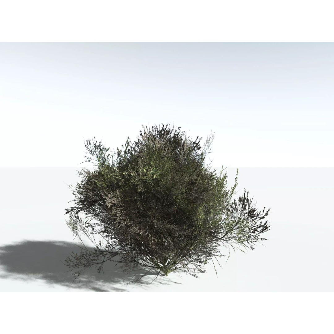 Green Rabbitbrush 3D Model – Low Poly Plant Asset, FBX, PBR - View 22