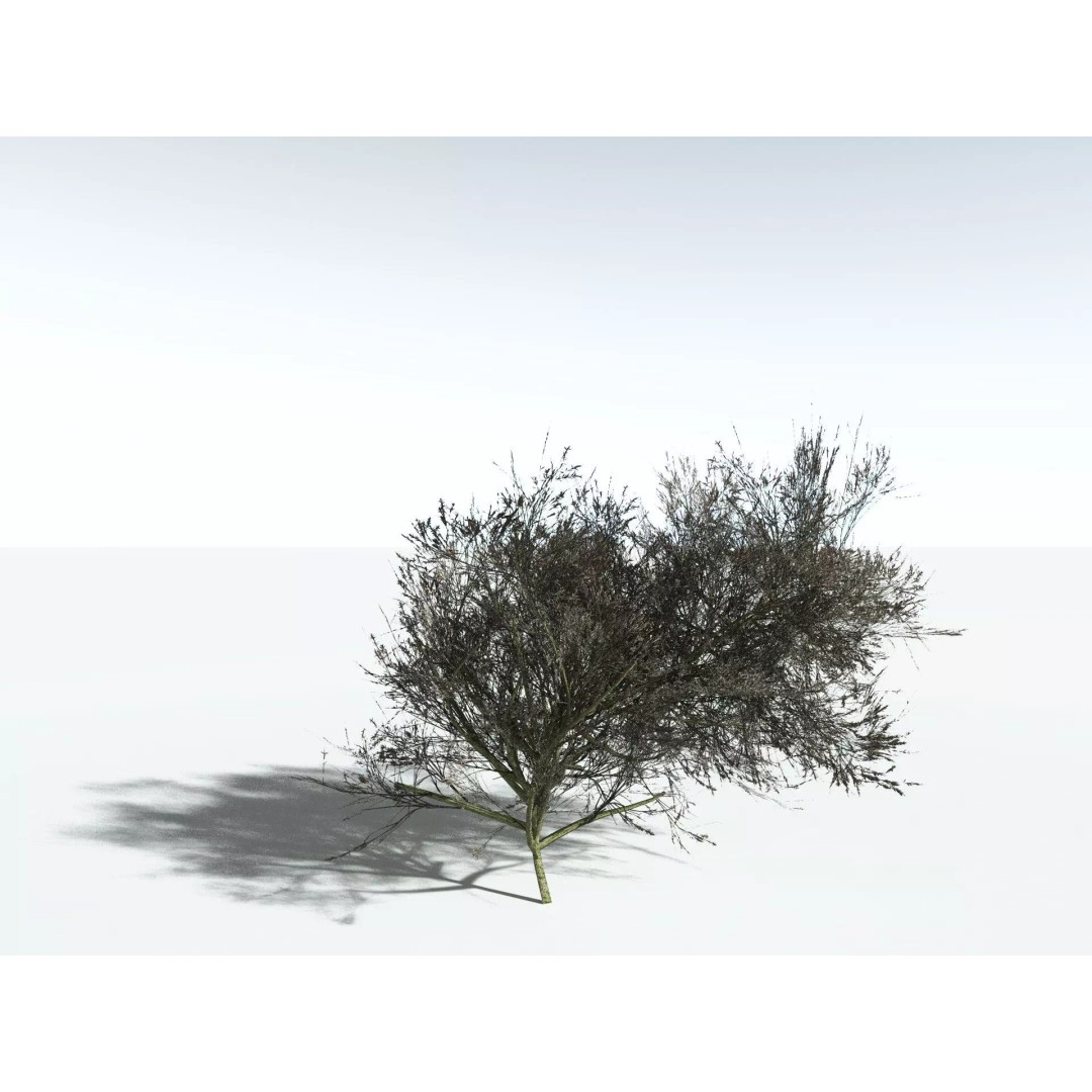 Green Rabbitbrush 3D Model – Low Poly Plant Asset, FBX, PBR - View 24