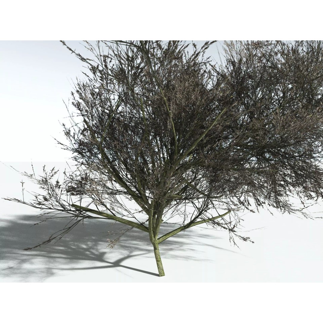 Green Rabbitbrush 3D Model – Low Poly Plant Asset, FBX, PBR - View 25