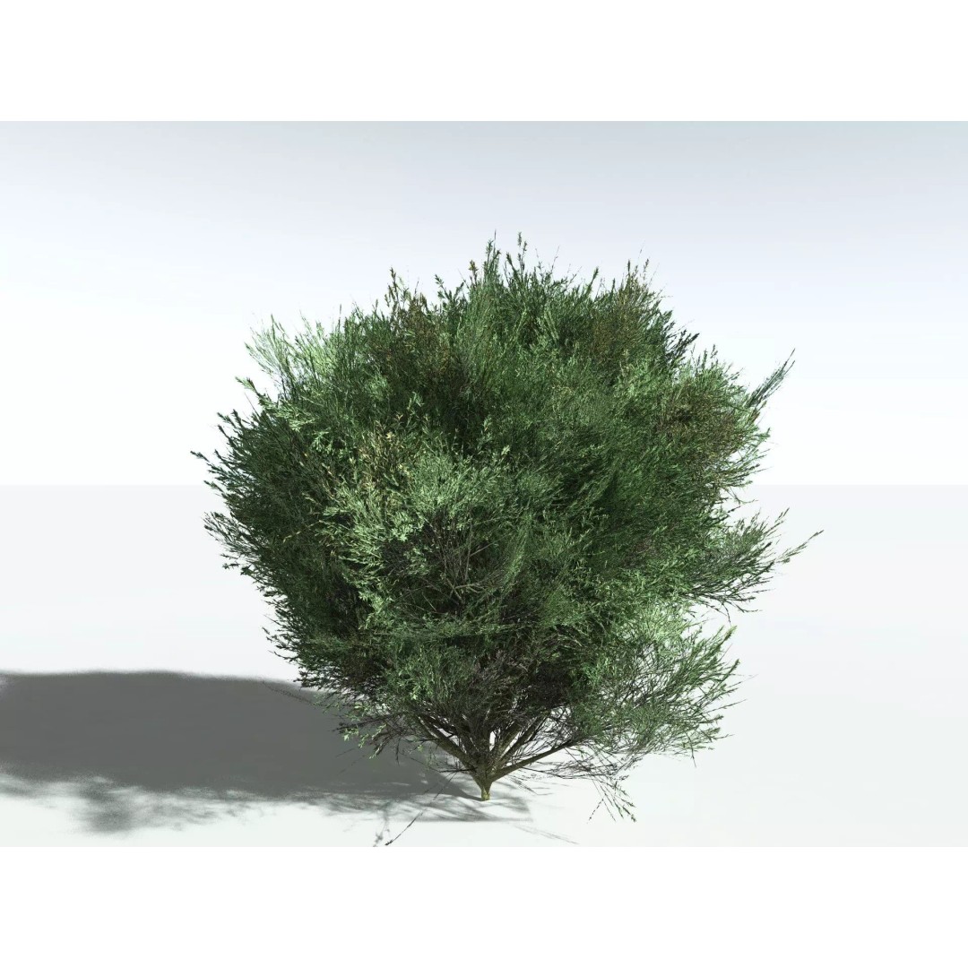 Green Rabbitbrush 3D Model – Low Poly Plant Asset, FBX, PBR - View 26